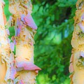 Paper thin Bark Photograph by Merle Grenz Paper thin Bark Photograph by Merle Grenz