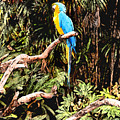 Parrot by Steve Karol Parrot by Steve Karol