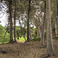 Past the Beach and Through the Trees by Mathias 