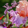 Pastel Iris Photograph by Mary Anne Delgado Pastel Iris Photograph by Mary Anne Delgado