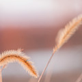 Pastel Sunset Photograph by Holly Ross Pastel Sunset Photograph by Holly Ross