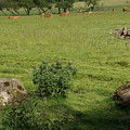 Pasture. Photograph by Elena Perelman Pasture. Photograph by Elena Perelman