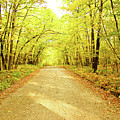 Path in the Woods Photograph by Becqi Sherman Path in the Woods Photograph by Becqi Sherman