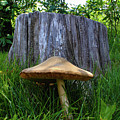 Path of Mushrooms by Shane Bechler Path of Mushrooms by Shane Bechler
