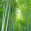 Path Through Bamboo Forest Kyoto Japan by Panoramic Images Path Through Bamboo Forest Kyoto Japan by Panoramic Images