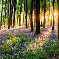 English bluebell woodland path Photograph by Simon Bratt English bluebell woodland path Photograph by Simon Bratt