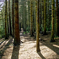 Path through the woods. Photograph by Elena Perelman Path through the woods. Photograph by Elena Perelman