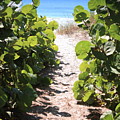 Path To Beach by Carol Groenen Path To Beach by Carol Groenen