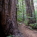 Pathway through a Redwood Forest on Mt Tamalpais Photograph by Ben Upham III Pathway through a Redwood Forest on Mt Tamalpais Photograph by Ben Upham III