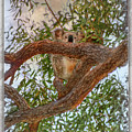 Patience brings Koalas by Hanny Heim