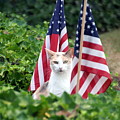 Patriotic Cat Photograph by Valerie Collins Patriotic Cat Photograph by Valerie Collins