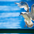 Peace Gull by Rich Leighton Peace Gull by Rich Leighton