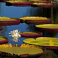 Peace Lilly by Lou  Novick