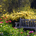 Peaceful Photograph by Amy Fose Peaceful Photograph by Amy Fose