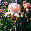 Peach Iris by Steve Karol Peach Iris by Steve Karol