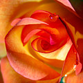Peach Rose Photograph by Amy Fose Peach Rose Photograph by Amy Fose