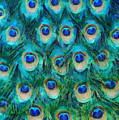 Peacock Feathers Mixed Media by Nikki Marie Smith Peacock Feathers Mixed Media by Nikki Marie Smith