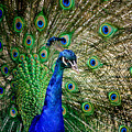 Peacock Open Tail Photograph by Joni Eskridge Peacock Open Tail Photograph by Joni Eskridge
