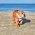 Peanut on the Beach Photograph by Nicole Lloyd Peanut on the Beach Photograph by Nicole Lloyd