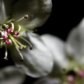 Pear Blossoms Photograph by Mike Eingle Pear Blossoms Photograph by Mike Eingle