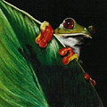 Peek-A-Boo by Barbara Keith Peek-A-Boo by Barbara Keith