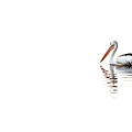 Pelican Adrift Photograph by Az Jackson