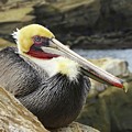 Pelican Among Rocks by Beth Myer Photography