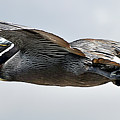 Pelican in Flight Photograph by WAZgriffin Digital Pelican in Flight Photograph by WAZgriffin Digital