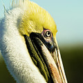 Pelican Photograph by Jason Hughes Pelican Photograph by Jason Hughes
