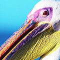 Pelican Photograph by Matt Cohen Pelican Photograph by Matt Cohen