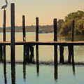 Pelican on post Photograph by Sheila Smart Fine Art Photography Pelican on post Photograph by Sheila Smart Fine Art Photography