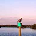 Pelican roost by Elizabeth Klecker Pelican roost by Elizabeth Klecker