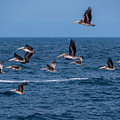 Pelicans Fly Over the Water Photograph by Derek Dean Pelicans Fly Over the Water Photograph by Derek Dean