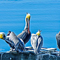 Pelicans Siesta - Oil Painting by DB Hayes