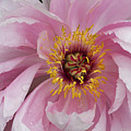 Peonie In Pink by Deborah Benoit Peonie In Pink by Deborah Benoit