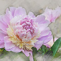 Peony 2 Digital Art by Mark Mille Peony 2 Digital Art by Mark Mille
