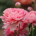 Peony Pink Ranunculus Closeup Photograph by Colleen Cornelius Peony Pink Ranunculus Closeup Photograph by Colleen Cornelius