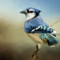 Perched Blue Jay Photograph by Lana Trussell Perched Blue Jay Photograph by Lana Trussell