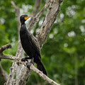 Perched Double-Crested Cormorant Photograph by Steven Santamour Perched Double-Crested Cormorant Photograph by Steven Santamour