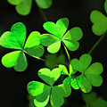 Perfect Green Shamrock Clovers Photograph by Christina Rollo Perfect Green Shamrock Clovers Photograph by Christina Rollo