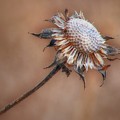Perfect Imperfection by Nikolyn McDonald Perfect Imperfection by Nikolyn McDonald