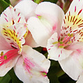 Peruvian Lilies Flowers White and Pink Color Print Photograph by James BO Insogna Peruvian Lilies Flowers White and Pink Color Print Photograph by James BO Insogna