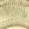Pes Hipocampi, Camillo Golgi Photograph by Science Source Pes Hipocampi, Camillo Golgi Photograph by Science Source