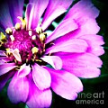 Petal power Photograph by Vonda Lawson-Rosa Petal power Photograph by Vonda Lawson-Rosa