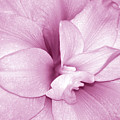 Petals In Pink by Lori Tambakis Petals In Pink by Lori Tambakis