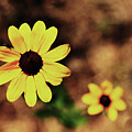 Petals Stretched by Kim Henderson Petals Stretched by Kim Henderson