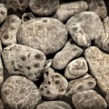Petoskey Stones Vl Photograph by Michelle Calkins Petoskey Stones Vl Photograph by Michelle Calkins