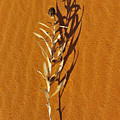 Phaedra by Skip Hunt Phaedra by Skip Hunt