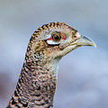 Pheasant Hen Photograph by Torbjorn Swenelius Pheasant Hen Photograph by Torbjorn Swenelius