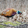 Pheasant in the Tree Line Photograph by Steven Santamour Pheasant in the Tree Line Photograph by Steven Santamour